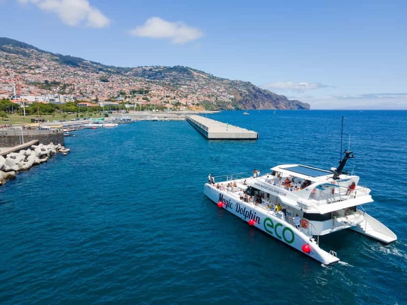 From Funchal: Ecological Catamaran Dolphin Whale Watching - Who should book the Magic Dolphin cruise?