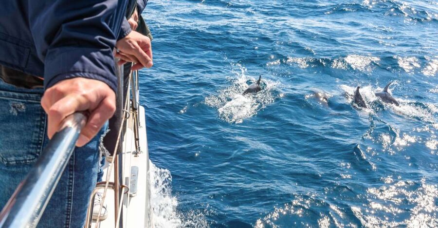 From Funchal: Madeira Dolphin and Whale Watching Tour - What happens when nothing appears