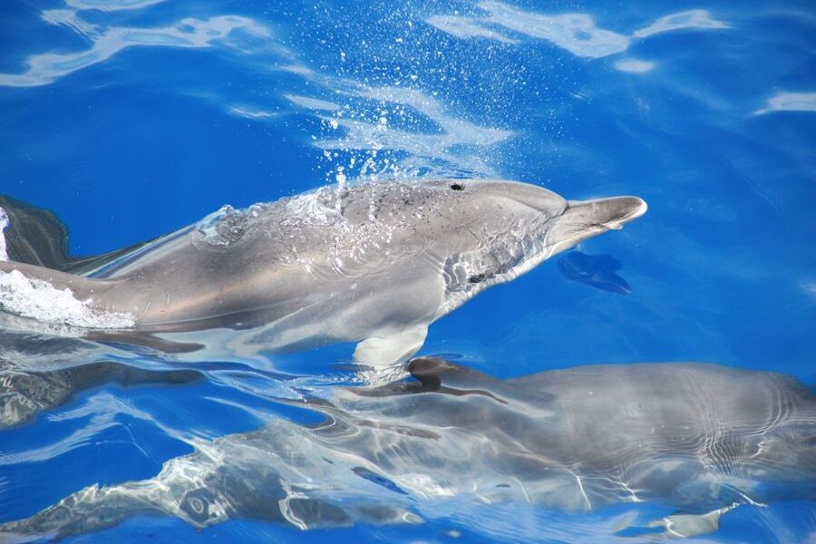 From Funchal: Madeira Dolphin and Whale Watching Tour - The return coast gives you a different view of Madeira