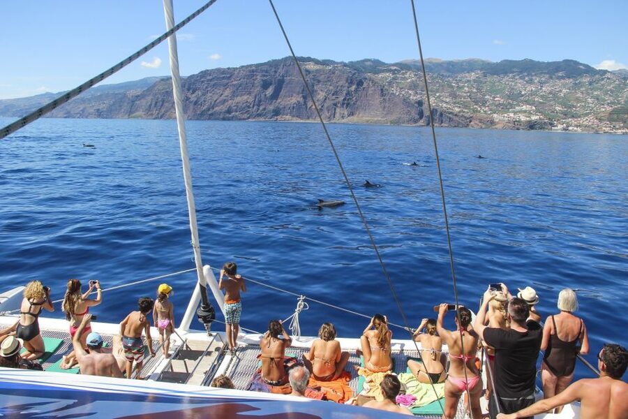 From Funchal: Madeira Dolphin and Whale Watching Tour - Is $47 a fair price?