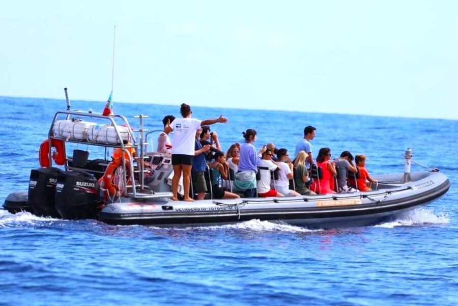 From Funchal: Whale and Dolphin Watching - Booking tips for a better outing
