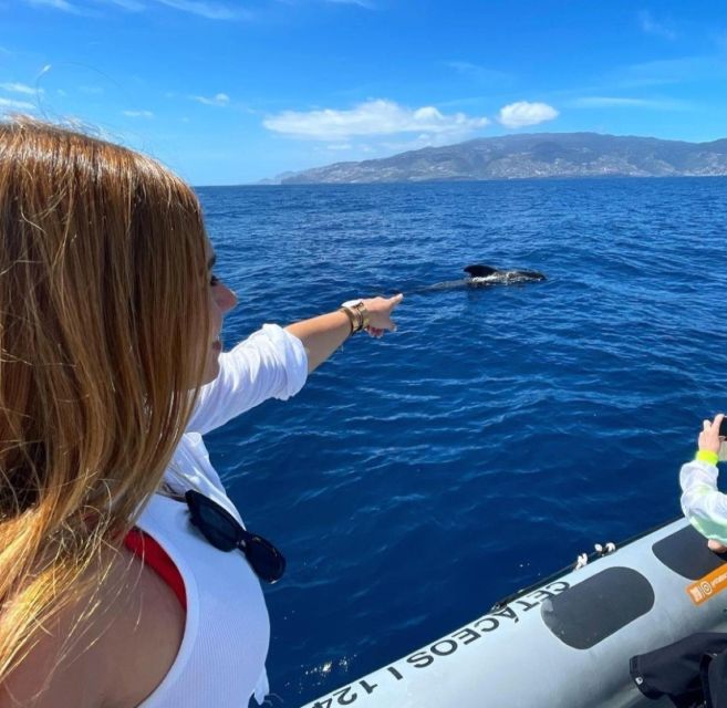 From Funchal: Whale and Dolphin Watching - Dolphins close to the boat, whales in the distance
