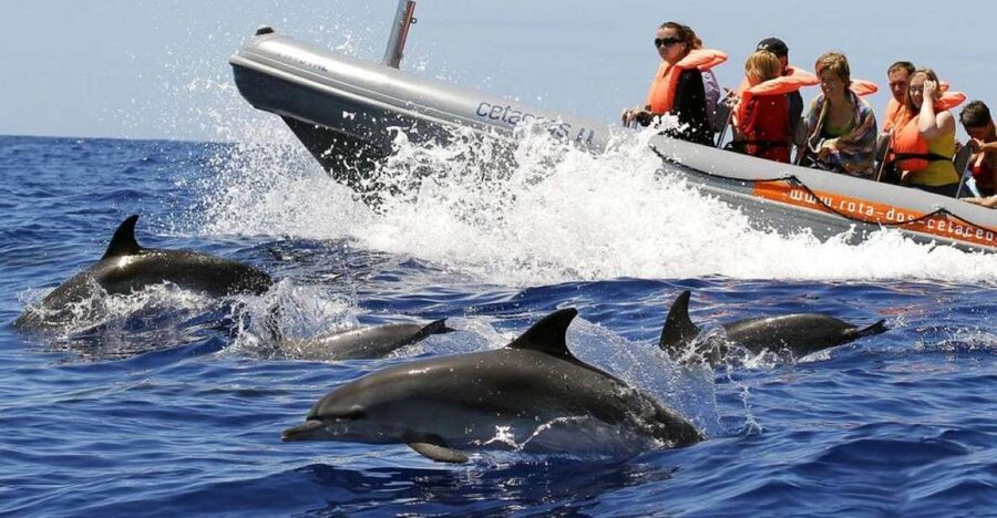 From Funchal: Whale and Dolphin Watching - Two hours in search of whales and dolphins