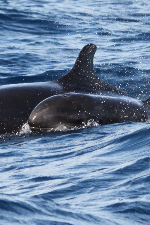 From Funchal: Whales and Dolphin Adventure Tour - What you might see around Madeira