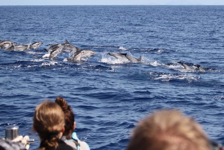 From Funchal: Whales and Dolphin Adventure Tour - Respectful wildlife watching, not a chase