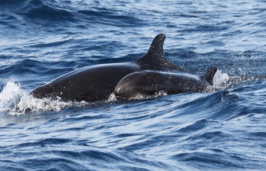 From Funchal: Whales and Dolphin Adventure Tour - My verdict: book it for the wild encounter