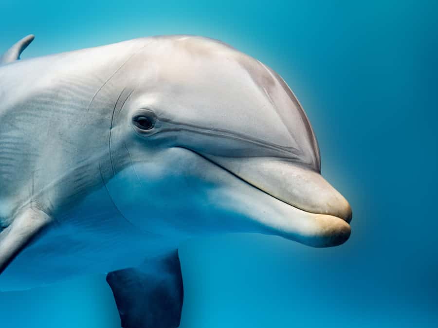 From Hurghada: Hula Hula Island Speedboat Tour with Dolphins - What the Hurghada boat day really involves