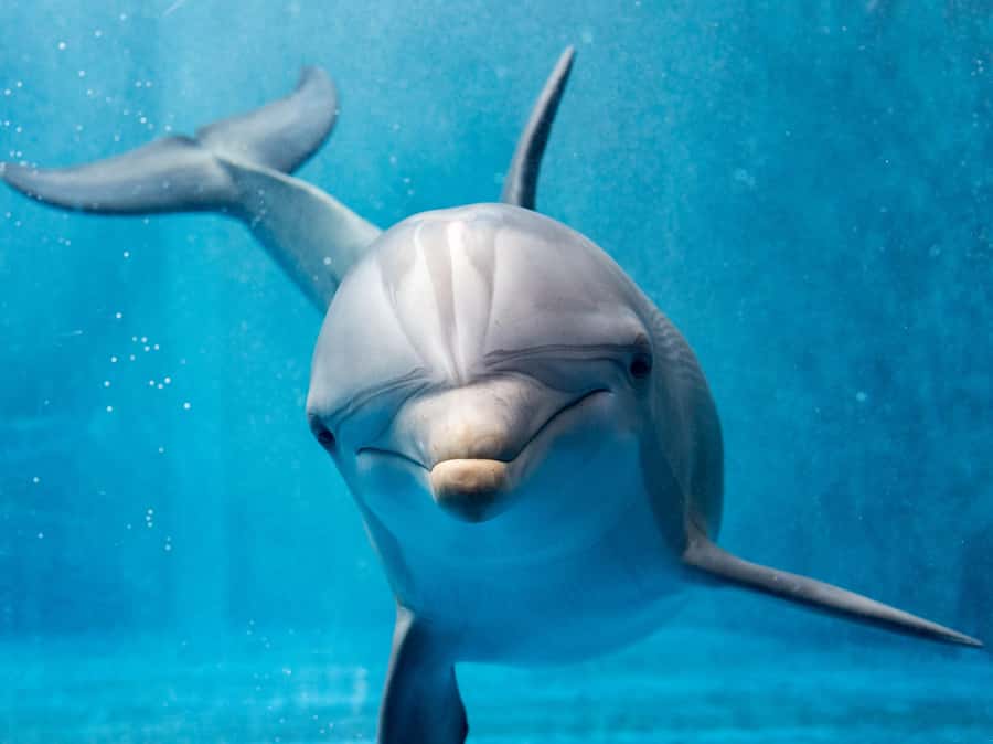 From Hurghada: Hula Hula Island Speedboat Tour with Dolphins - Shared speedboat or private boat?