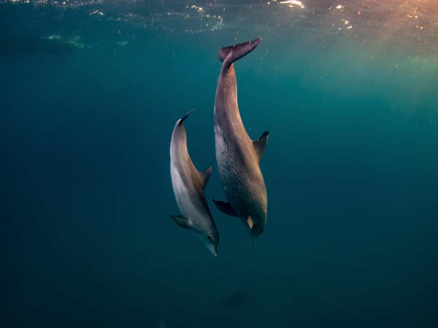From Hurghada: Hula Hula Island Speedboat Tour with Dolphins - The crew, atmosphere, and safety questions