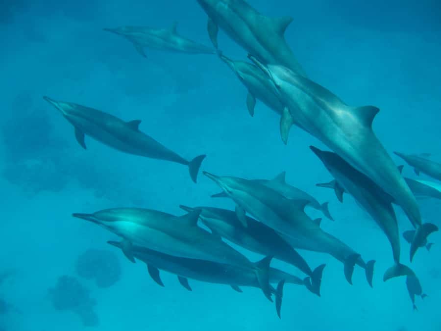 From Hurghada: Paradise Island Speedboat Tour with Dolphins - Key points to know before you book