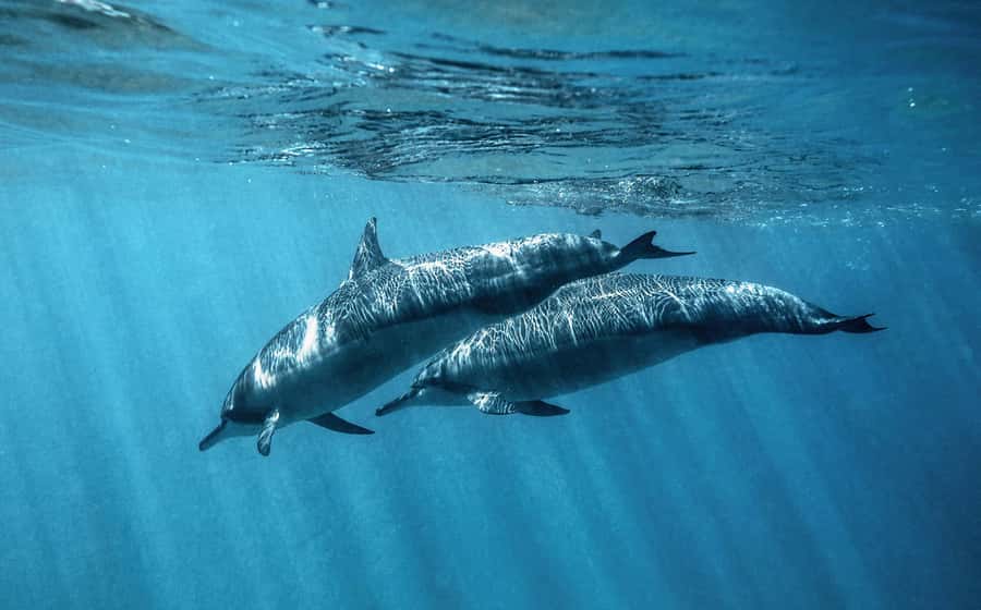 From Hurghada: Paradise Island Speedboat Tour with Dolphins - Snorkeling among Red Sea coral