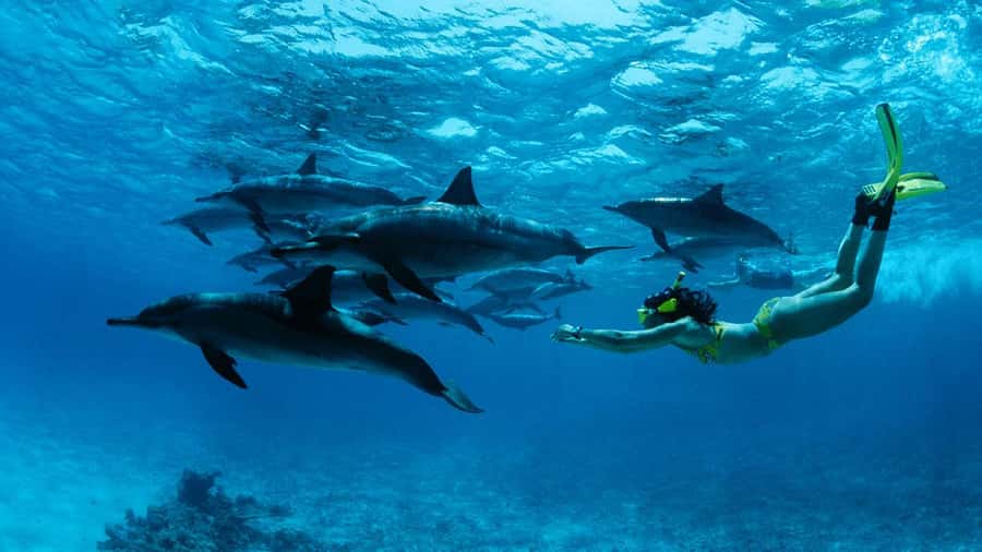 From Kendwa: Mnemba Boat Trip and Dolphin Snorkel Adventure - Quick reasons this trip is worth your morning