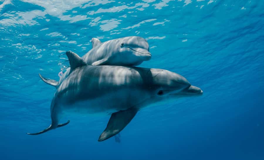 From Kendwa: Mnemba Boat Trip and Dolphin Snorkel Adventure - Who will enjoy this most?