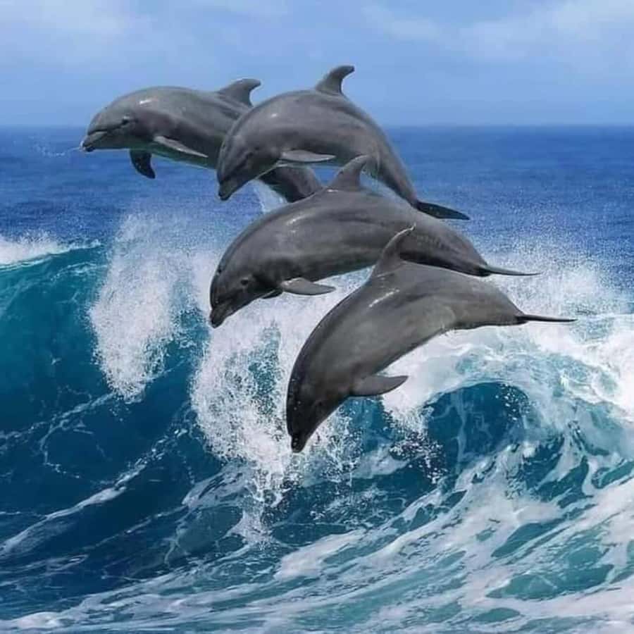 FROM KENDWA; Mnemba snorkelling and Dolphin tour - Key points to know before booking