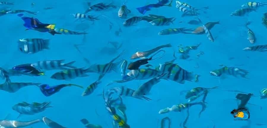 From Kendwa/Nungwi: Mnemba Dolphins with Snorkel Tour - Setting out from Nungwi or Kendwa