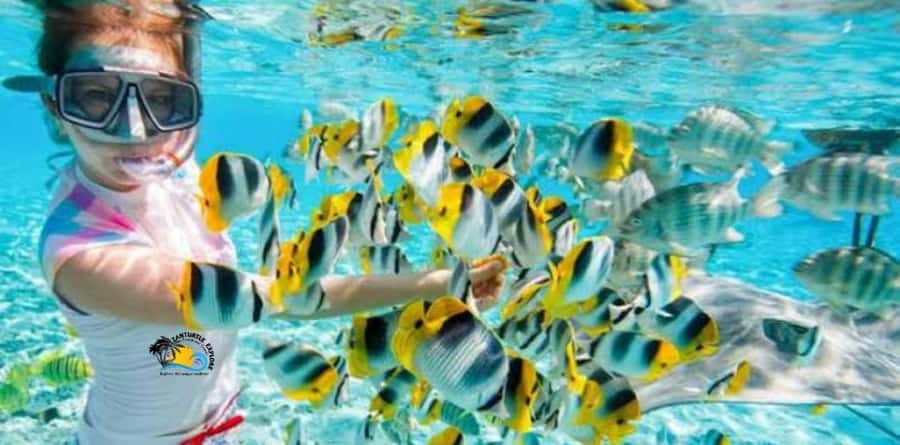 From Kendwa/Nungwi: Mnemba Dolphins with Snorkel Tour - The disappearing Mnemba sandbank