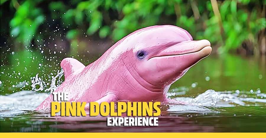 From Koh Samui: Pink Dolphin Boat Tour to Khanom with Lunch - Five things to know before you go