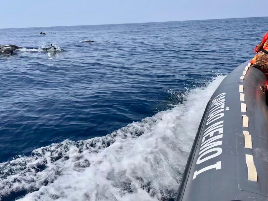 From Lagoa: Dolphins & Ponta da Piedade with biologist guide - Key points to know before booking