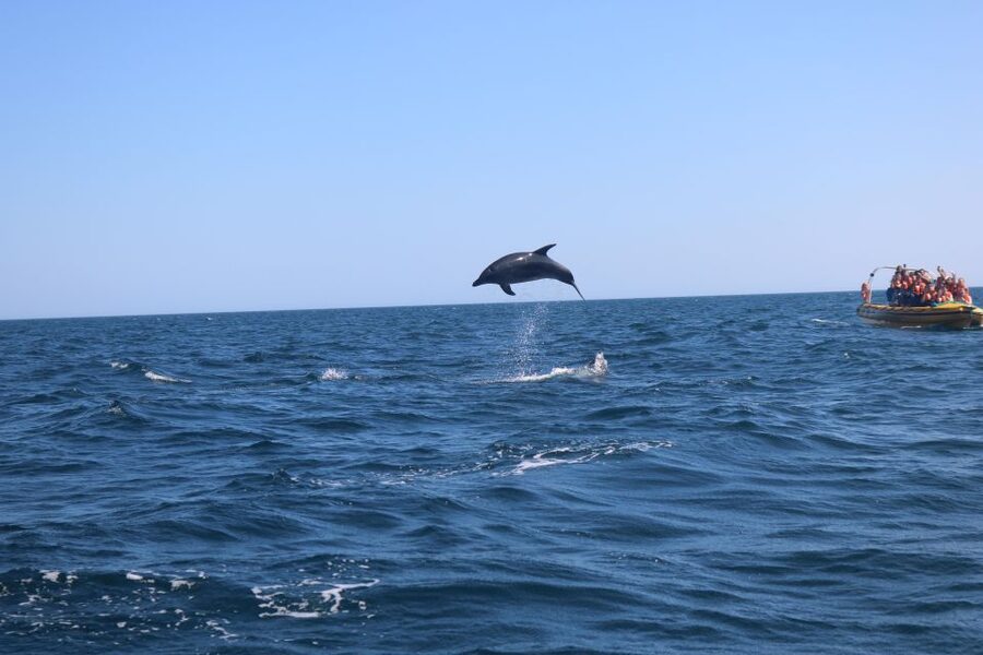 From Lagoa: Dolphins & Ponta da Piedade with biologist guide - The 10-minute safety briefing
