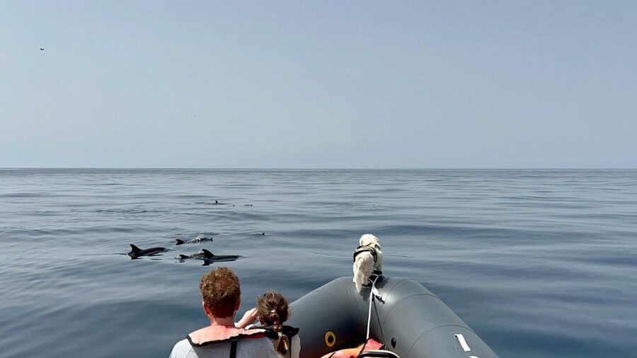 From Lagoa: Dolphins & Ponta da Piedade with biologist guide - Searching the Atlantic for dolphins