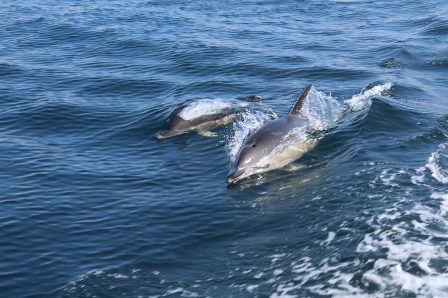 From Lagos: Dolphin Watching Boat Trip w/Marine Biologists - Key points at a glance