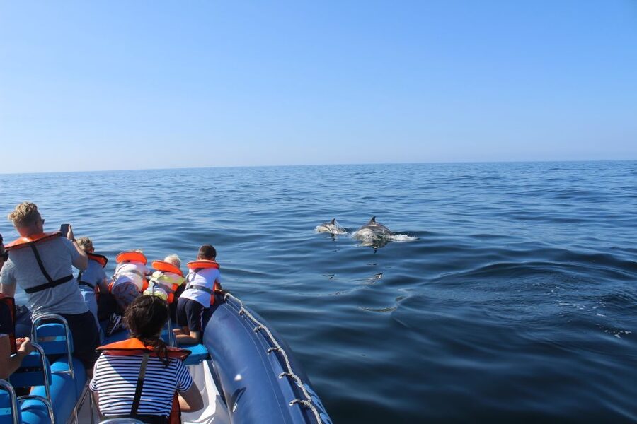 From Lagos: Dolphin Watching Boat Trip w/Marine Biologists - From Lagos Marina to the open Atlantic