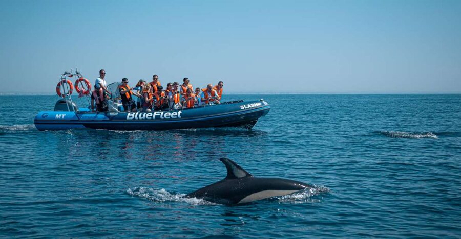 From Lagos: Dolphin Watching Boat Trip w/Marine Biologists - What the marine biologists add