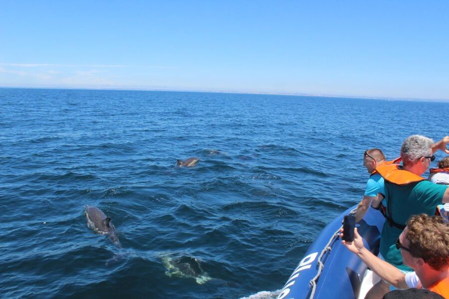 From Lagos: Dolphin Watching Boat Trip w/Marine Biologists - Ethical dolphin watching in practice