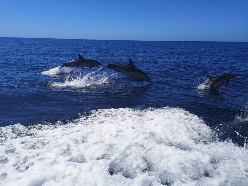 From Lagos: Dolphin Watching Boat Trip w/Marine Biologists - How the 1.5-hour itinerary feels