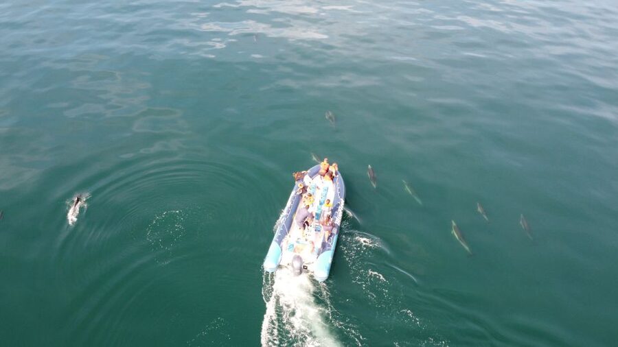 From Lagos: Dolphin Watching Boat Trip w/Marine Biologists - Price, group size, and overall value