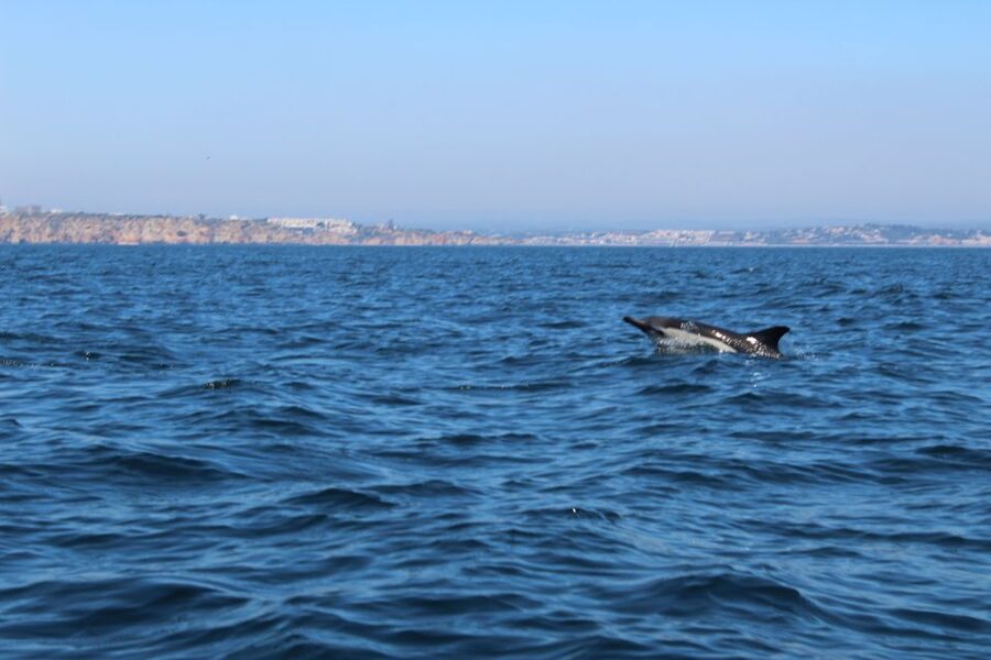From Lagos: Dolphin Watching Boat Trip w/Marine Biologists - When to book and how to prepare