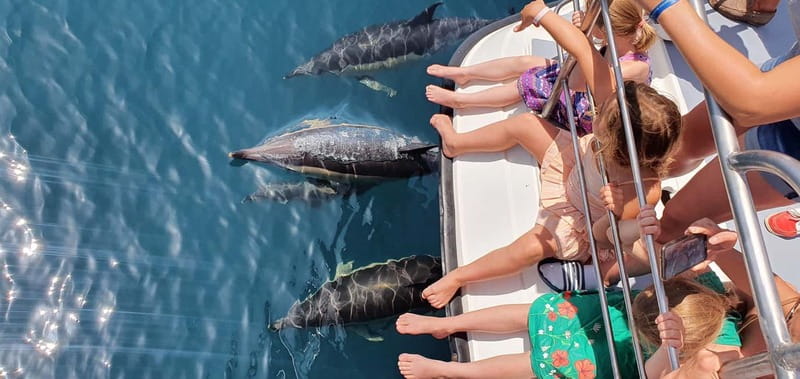 From Lagos: Dolphin Watching Catamaran Cruise - Setting out from the Marina de Lagos