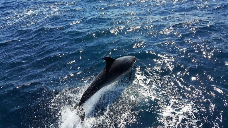 From Lagos: Dolphin Watching Catamaran Cruise - The Algarve coast from the sea