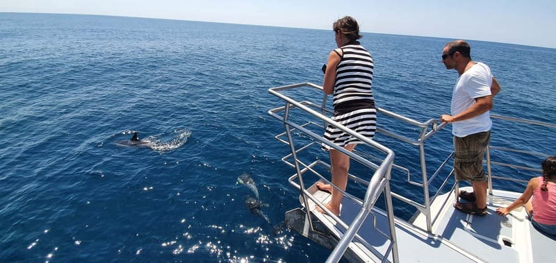 From Lagos: Dolphin Watching Catamaran Cruise - Swimming near Benagil, when conditions allow