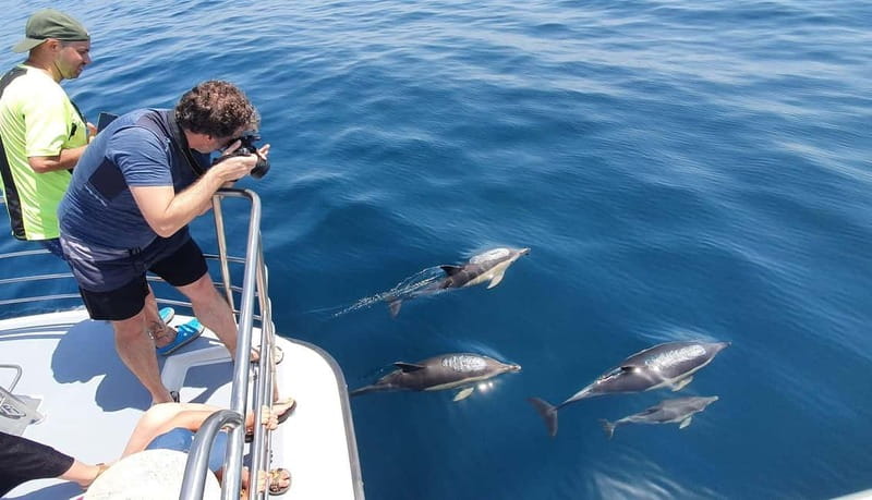 From Lagos: Dolphin Watching Catamaran Cruise - Why the catamaran works for families