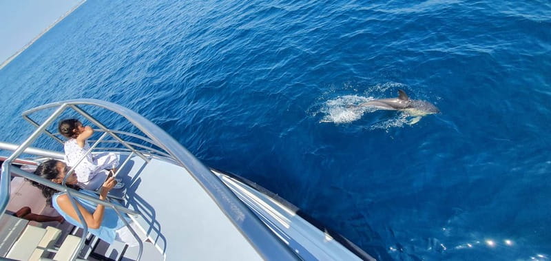 From Lagos: Dolphin Watching Catamaran Cruise - What the commentary adds