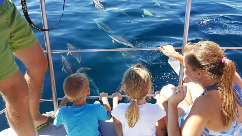 From Lagos: Dolphin Watching Catamaran Cruise - Searching for dolphins off Lagos