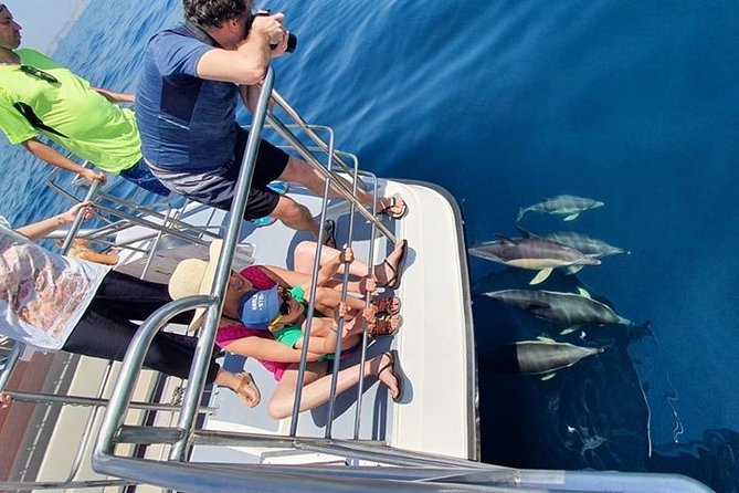 From Lagos: Dolphin Watching Cruise on a Catamaran - Timing, cancellations, and smart planning
