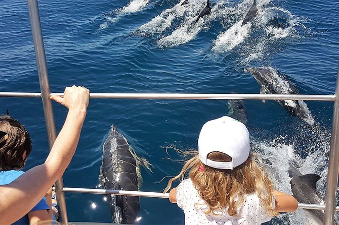 From Lagos: Dolphin Watching Cruise on a Catamaran - A catamaran built for seeing wildlife