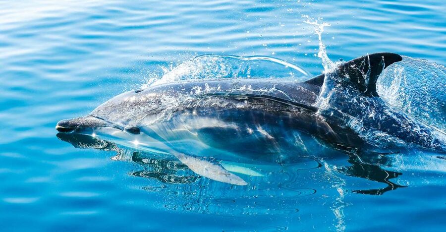 From Malaga: Day trip to Gibraltar and Dolphin Boat Tour - Key points before you book