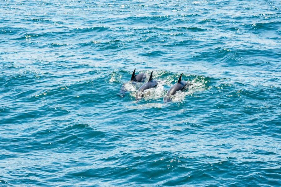 From Malaga: Day trip to Gibraltar and Dolphin Boat Tour - Who will enjoy this most