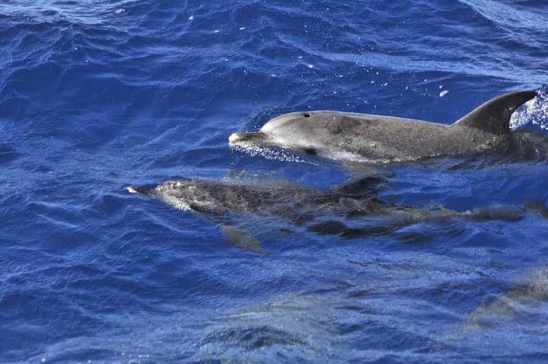 From Morro Jable: Dolphin and Whale Watching and Snorkelling - Key points at a glance