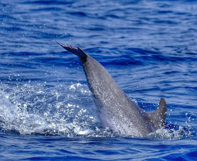 From Morro Jable: Dolphin and Whale Watching and Snorkelling - Should you book the Morro Jable speedboat tour?