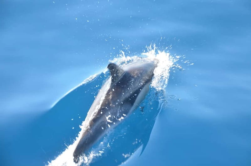 From Morro Jable: Dolphin and Whale Watching and Snorkelling - What the speedboat ride really feels like