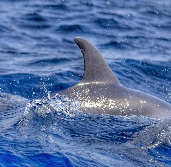 From Morro Jable: Dolphin and Whale Watching and Snorkelling - The 30-minute snorkeling stop