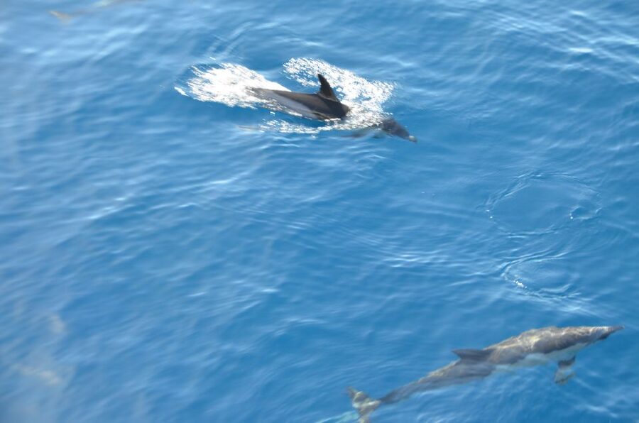 From Morro Jable: Dolphin and Whale Watching and Snorkelling - Views along Fuerteventura’s southern coast