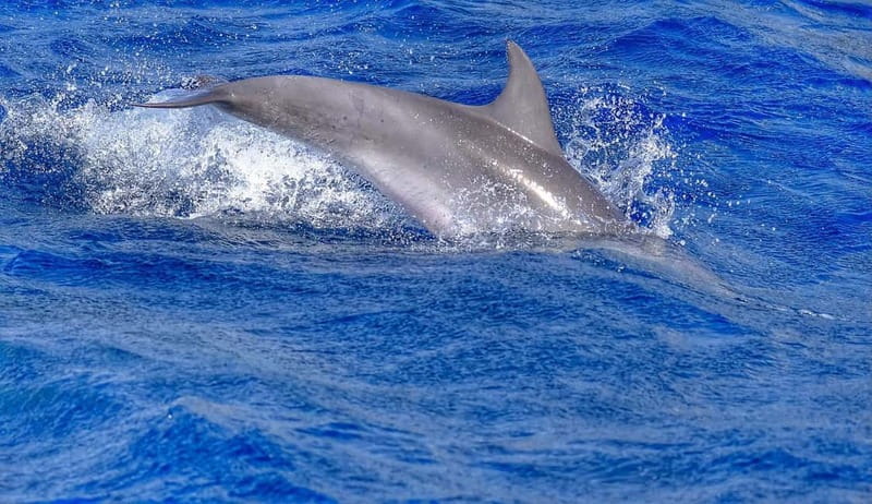 From Morro Jable: Dolphin and Whale Watching and Snorkelling - Is $61 a fair price?