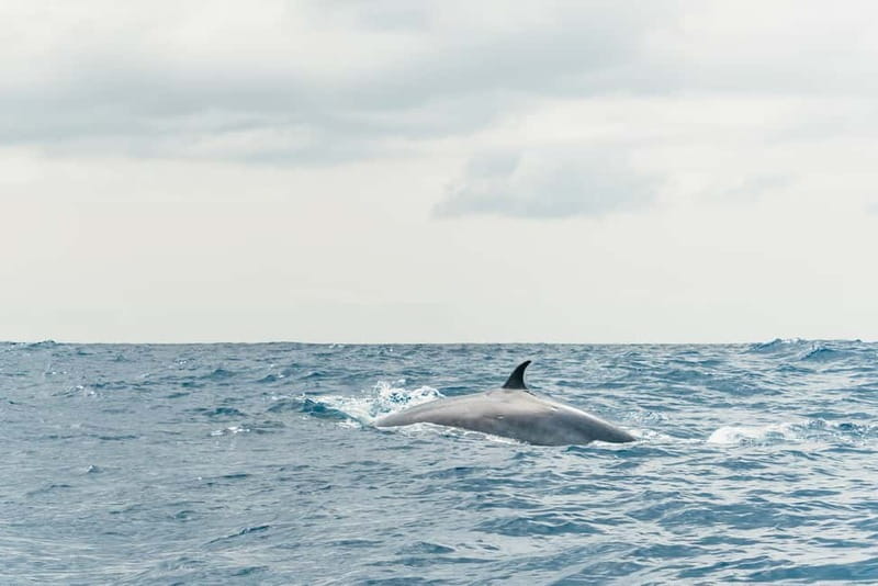 From Morro Jable: Dolphin and Whale Watching and Snorkelling - Practical tips for a better outing