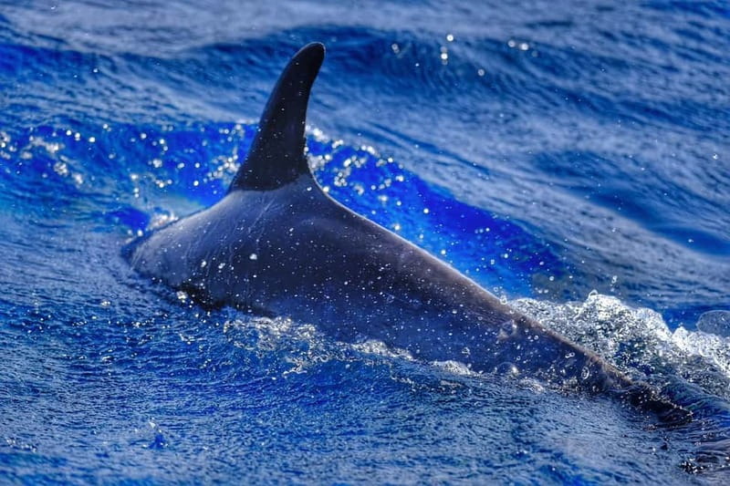 From Morro Jable: Dolphin and Whale Watching and Snorkelling - Searching for dolphins and pilot whales