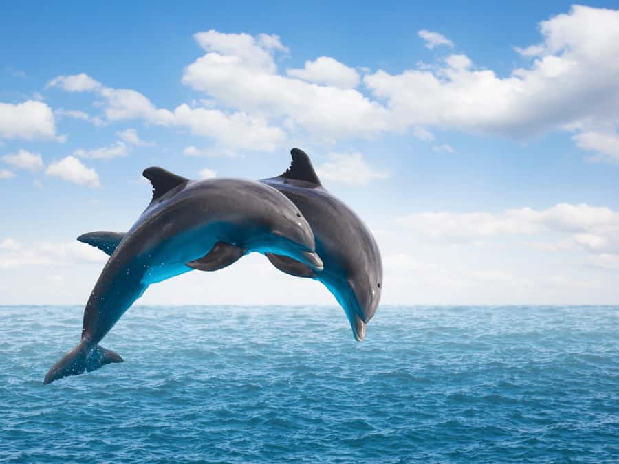 From Muscat: Discover Dolphins Day Trip - Setting out from Marina Bandar Al Rawdha